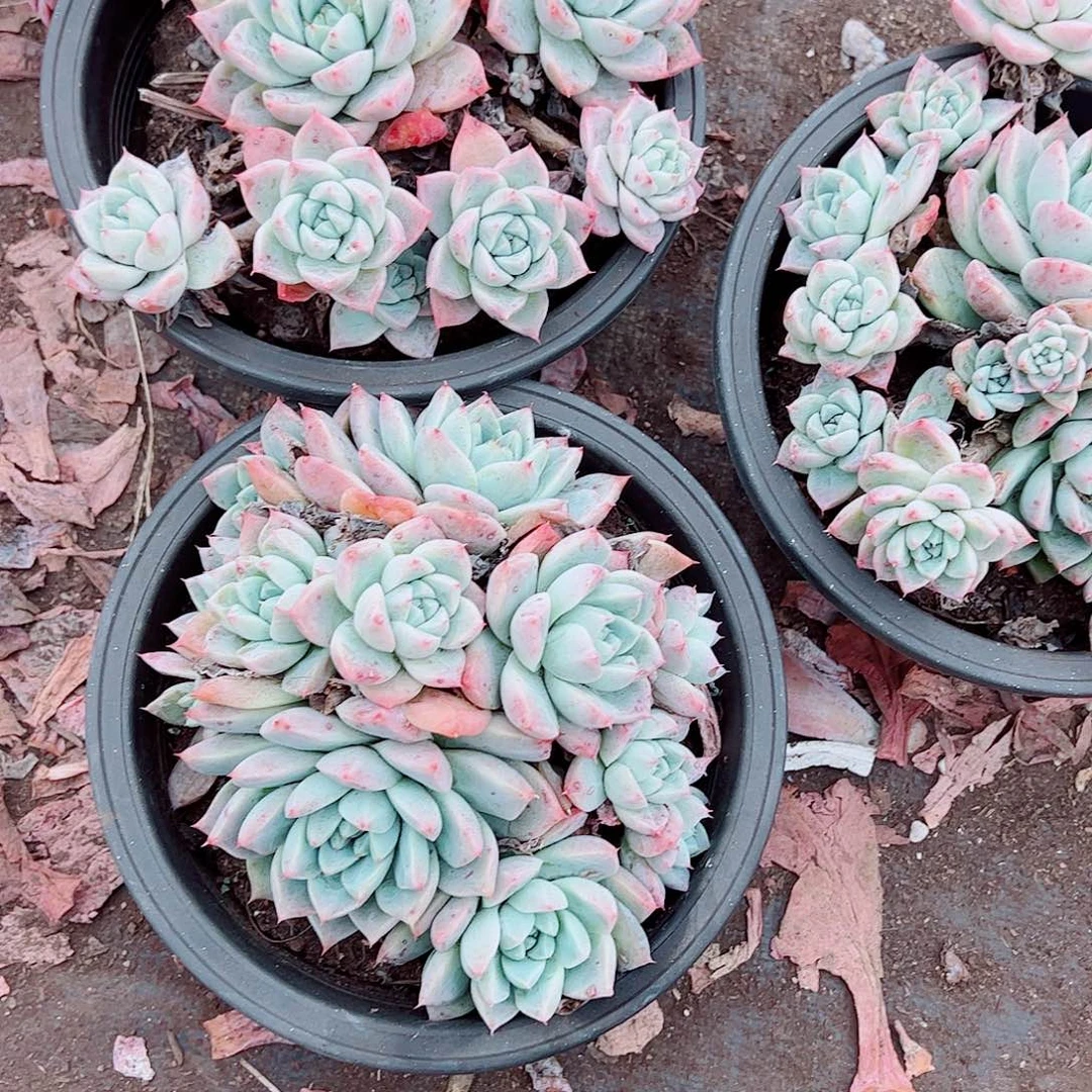 冰山美人多头群生精品特价