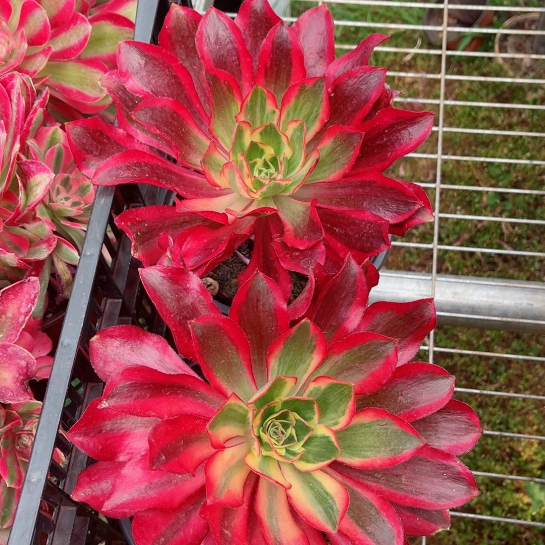 魅影多肉法师单颗