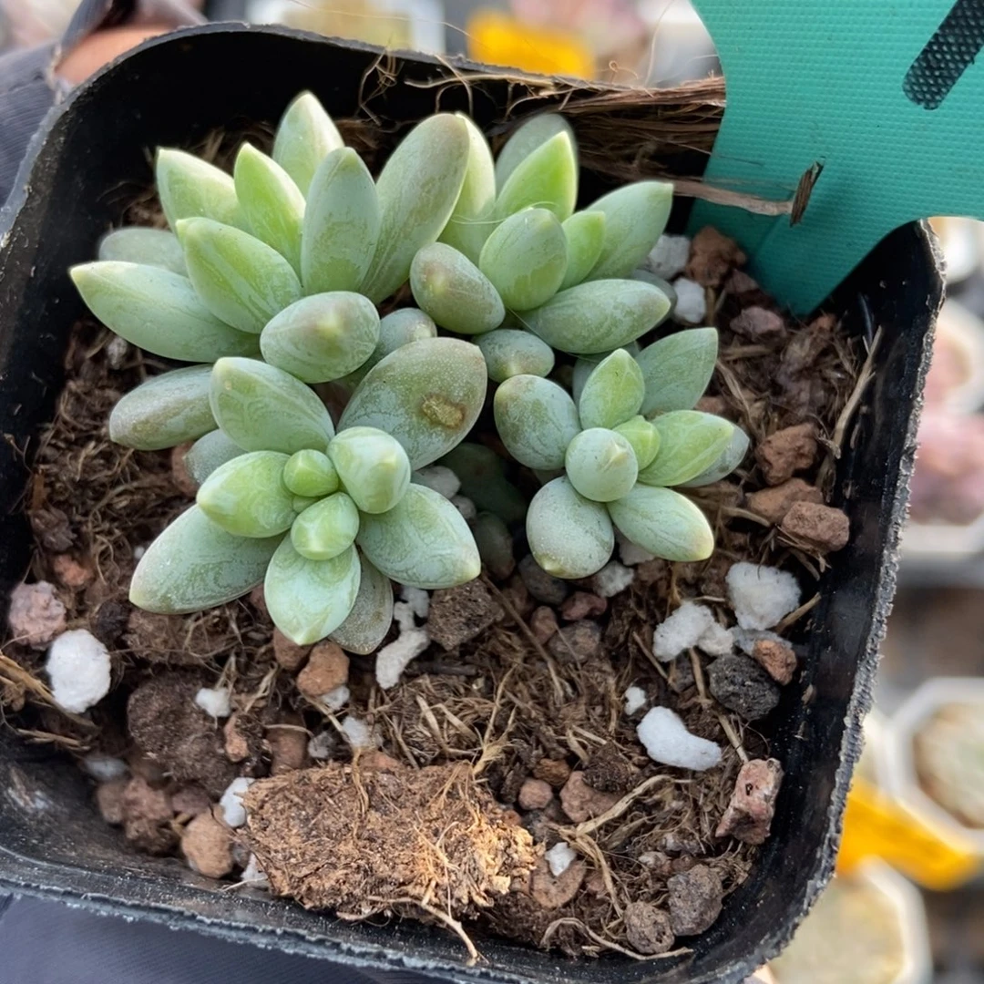 1495阿蒂斯托多肉植物