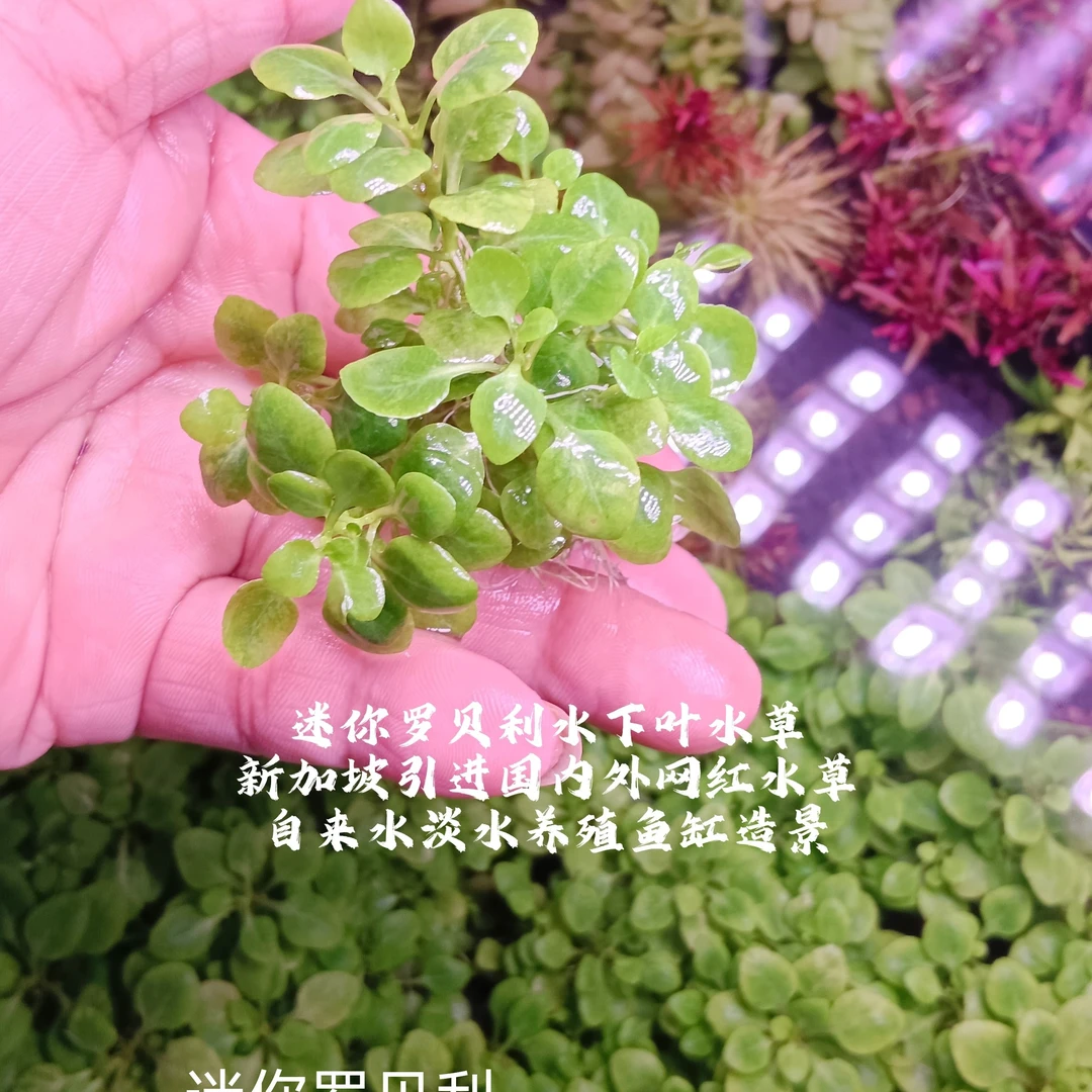 迷你罗贝利水下叶水草活体水草好养鱼缸造景前景中景自来水淡水