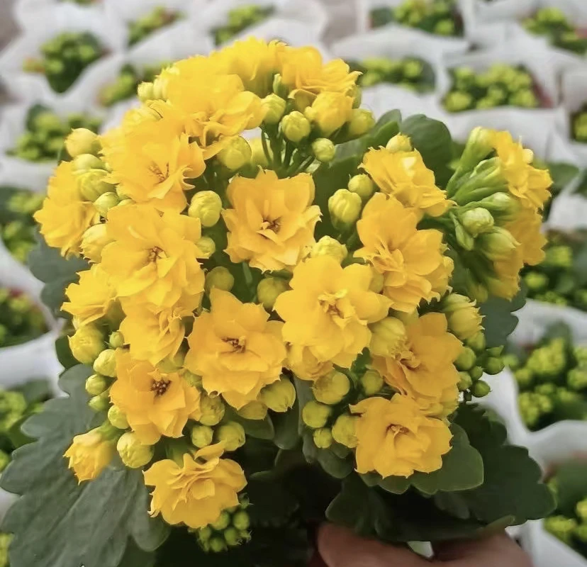 黄色长寿花，下单拍保温