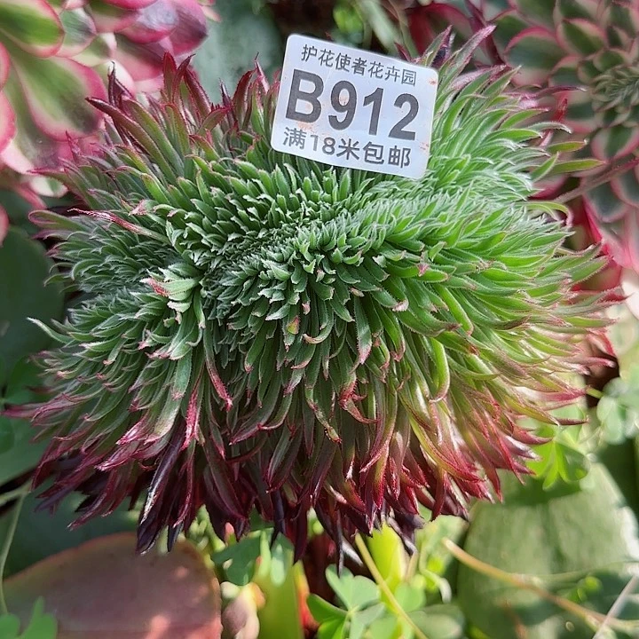 多肉法师金丝局缀化