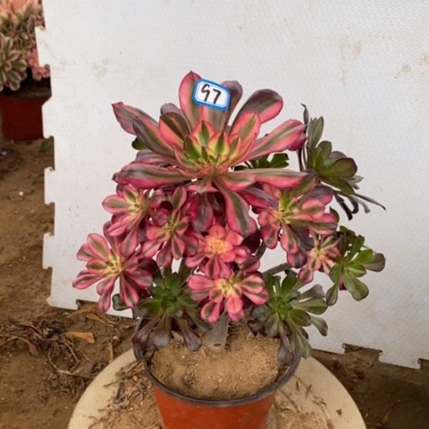 花蝴蝶捧花一物一拍