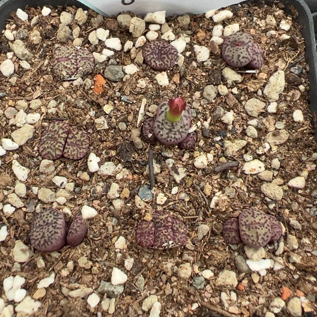 5-102肉锥多肉植物