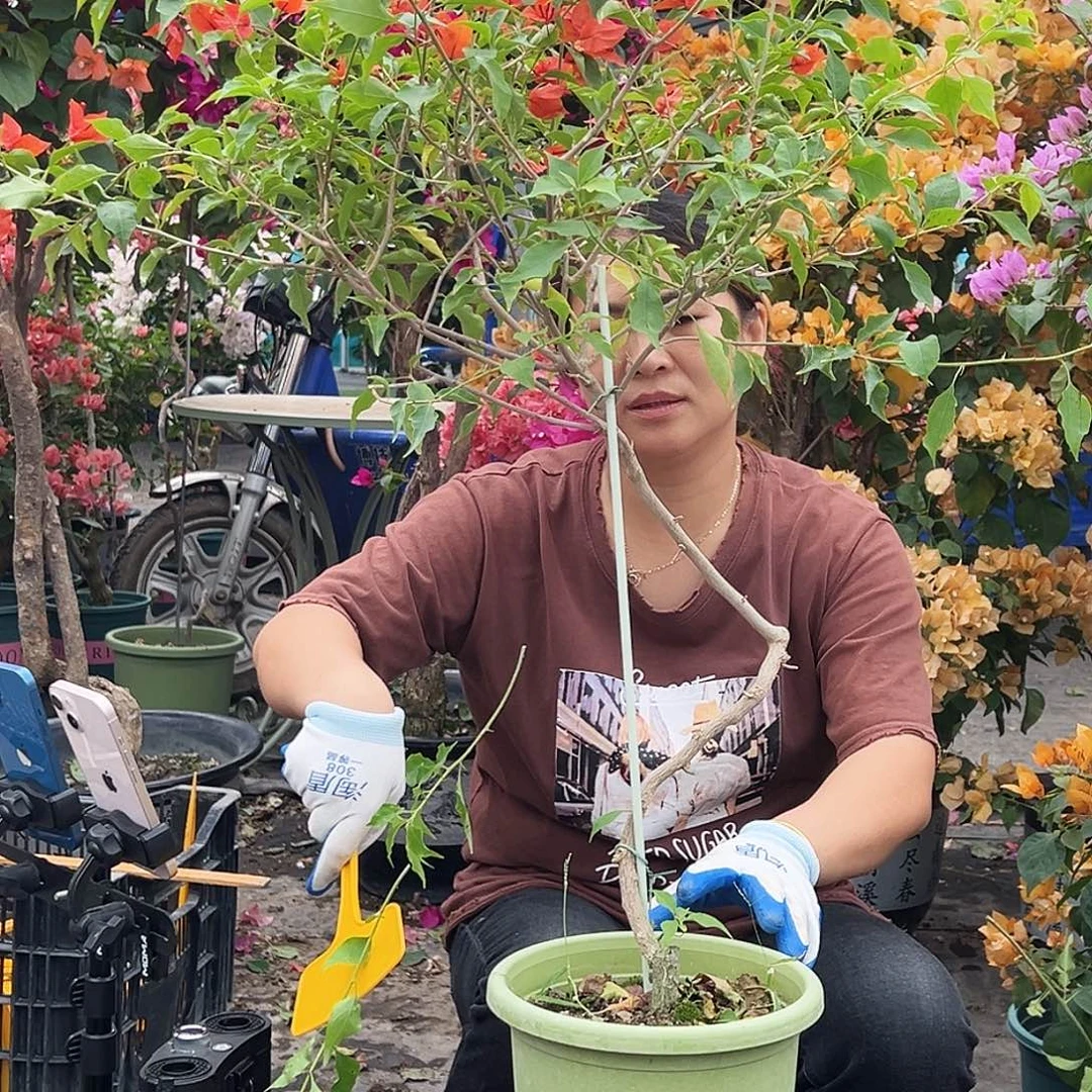 无***）大部分花苞少量开放F10热火桑巴