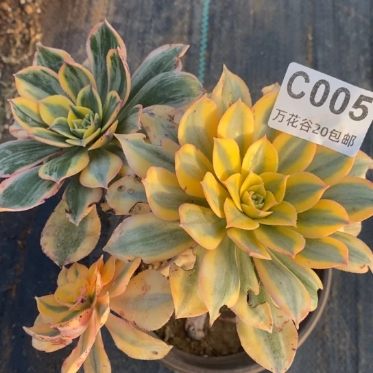 005灿烂多肉植物