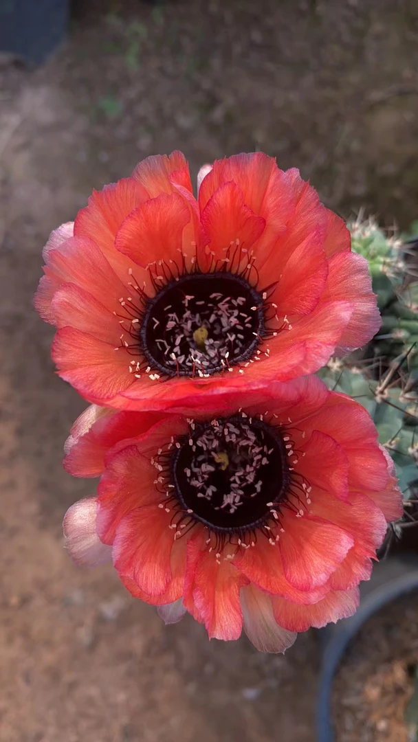 直播间仙人球一物一拍。不要乱拍，乱拍默认发土