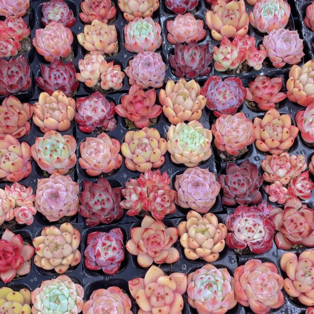 1106号精品小可爱美肉九个