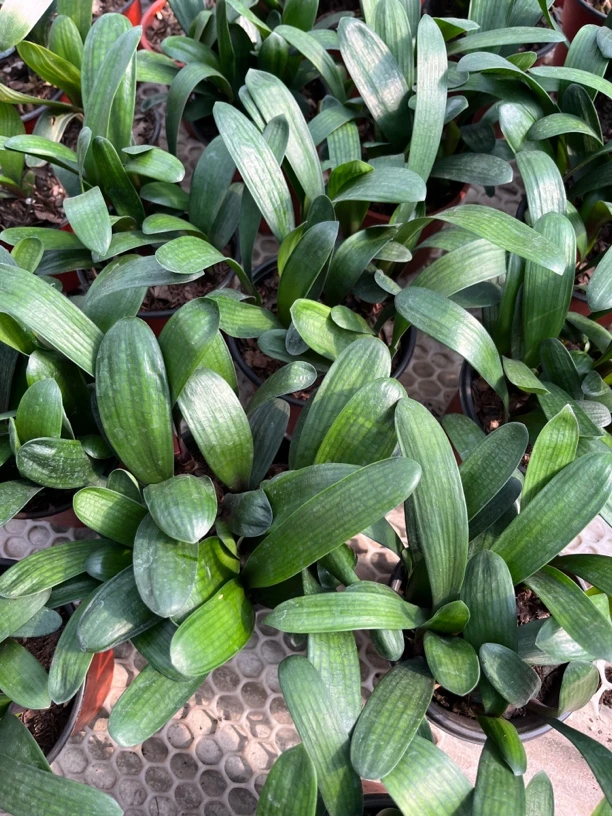 君子兰四季盆栽慧启君子兰