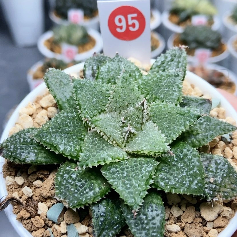 【闪购商品】?*?95莫瑞莎