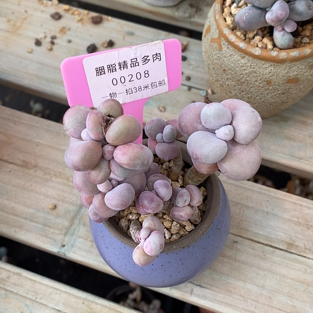 208咯老师莉莉们嗯哦哦哦