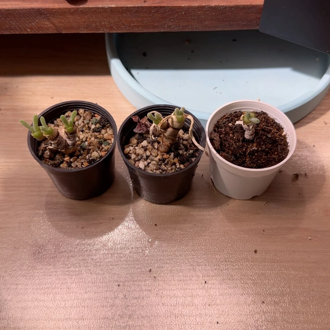 你***他T可爱的兔兔带盆土盆口3.5cm