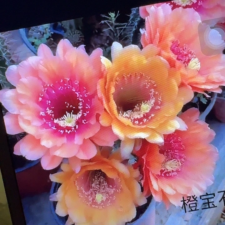 橙宝石带根冠服7公分左右毛花柱