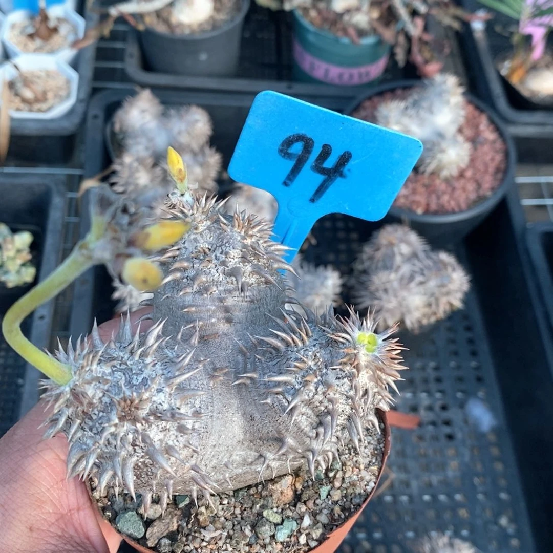 惠比大黑多肉植物