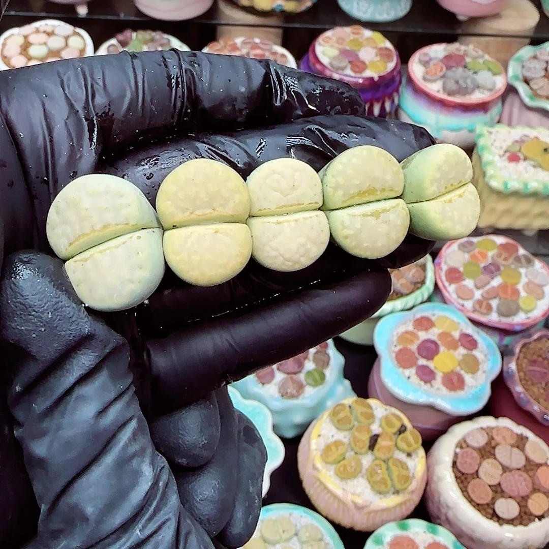 生石花满18包邮1218-26