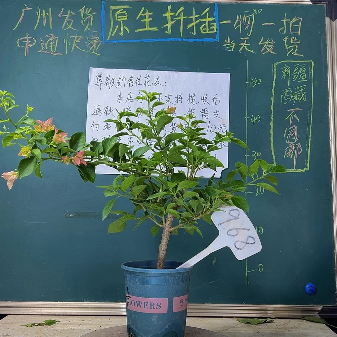 当前无花栽培后可以开花  卡亚塔  968