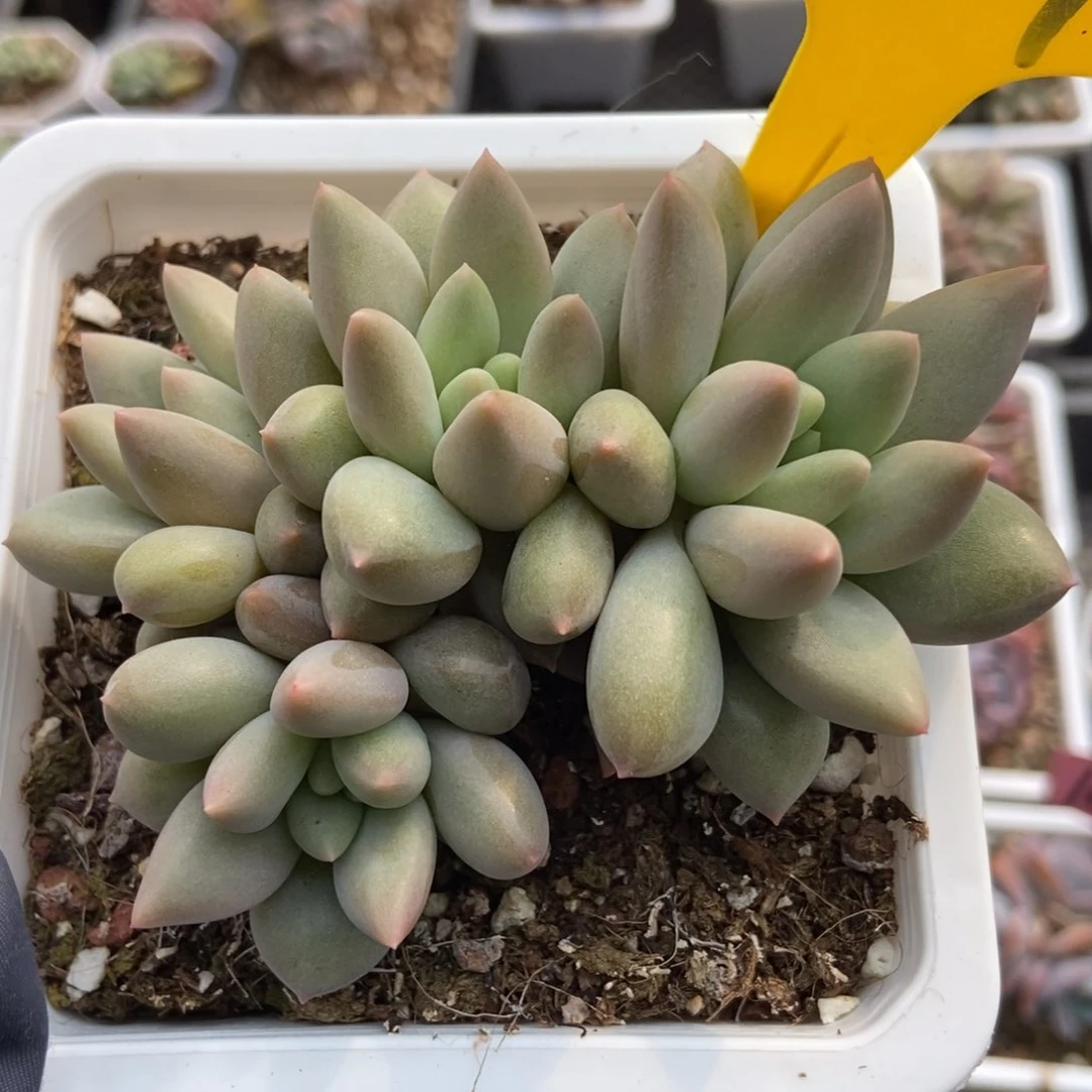 919水晶球多肉植物保护