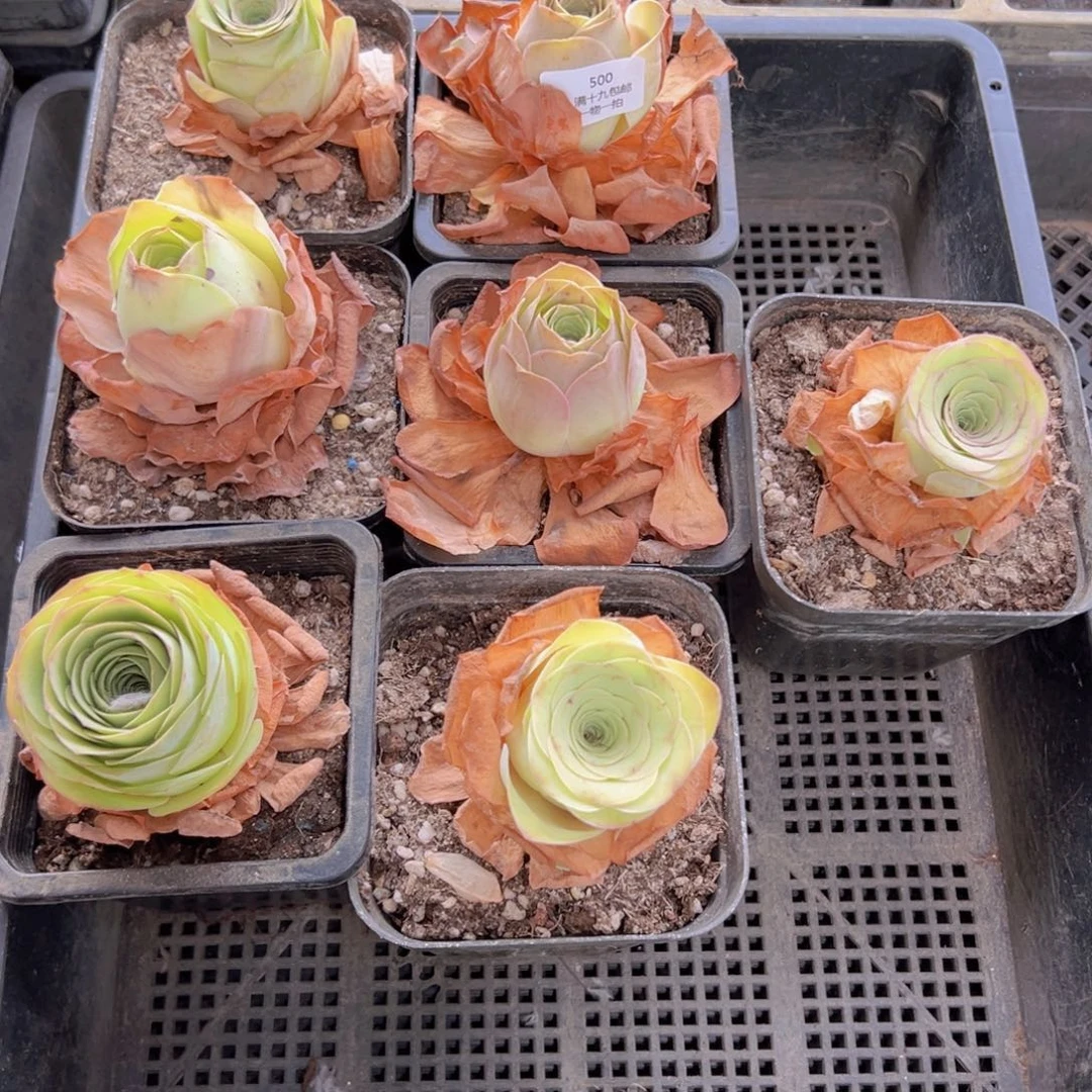 500 山地玫瑰基地无售后