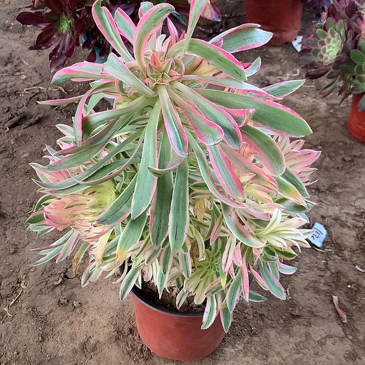 惜颜多肉植物602