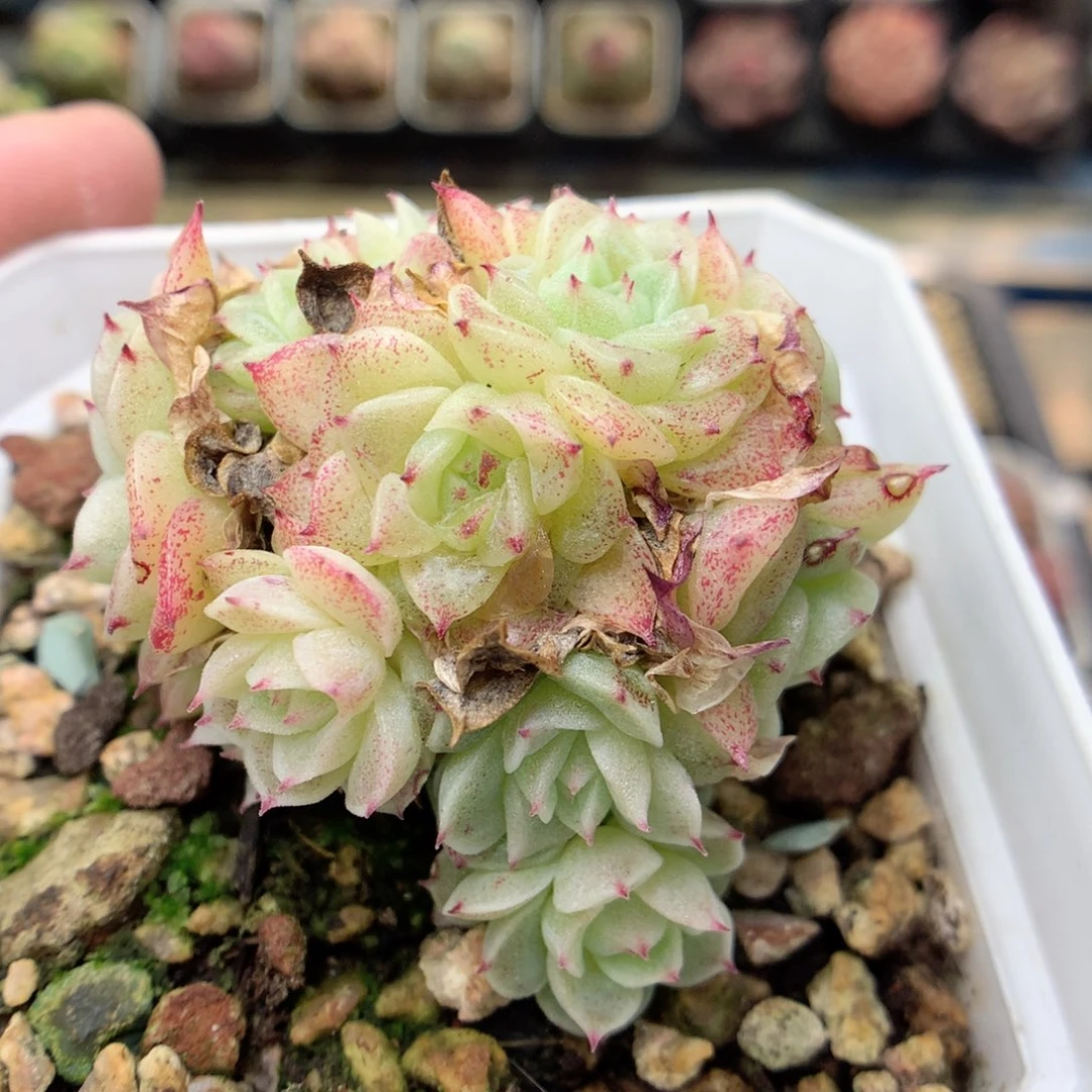 F185 ，20包邮两天凑单