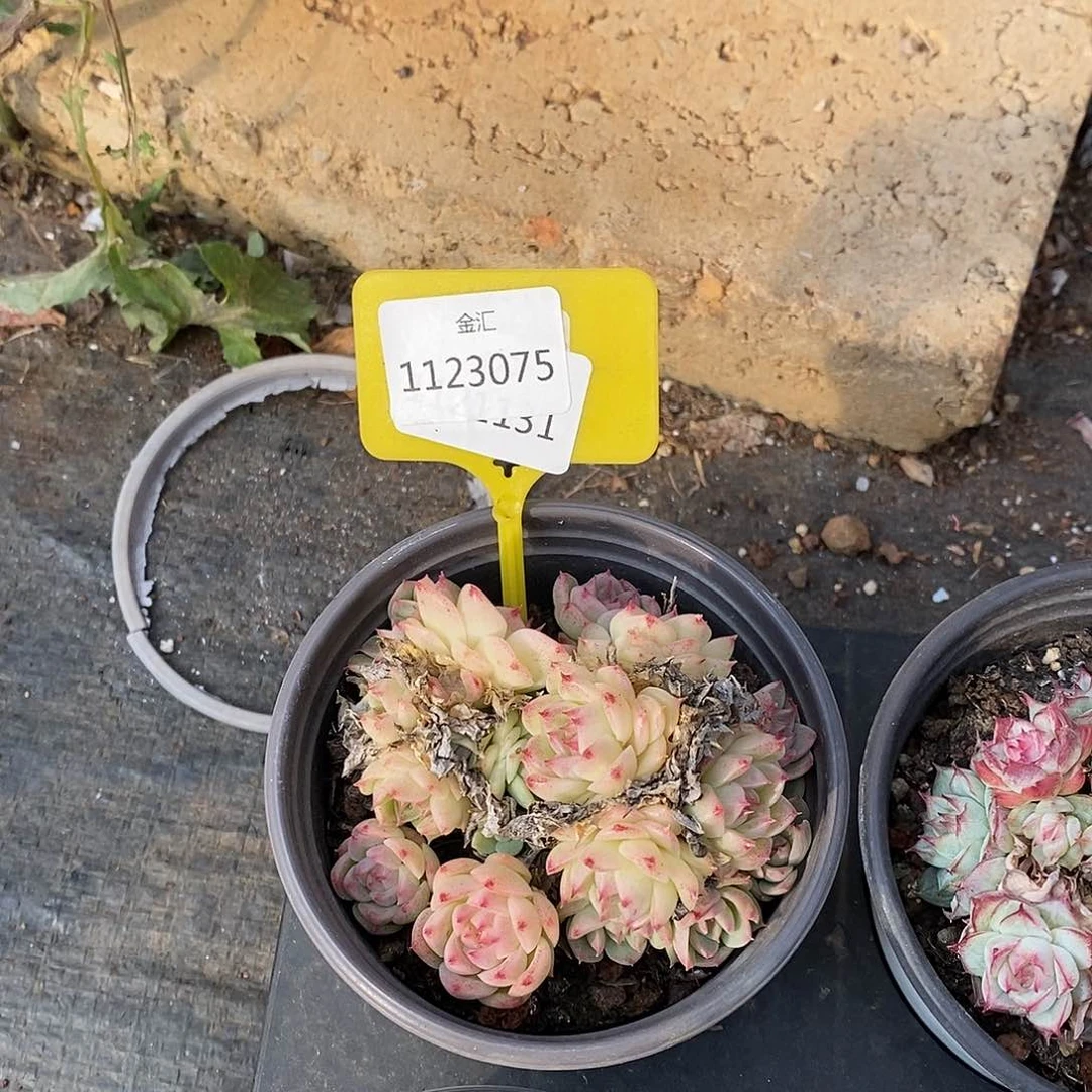 1123075麦杆群选拍