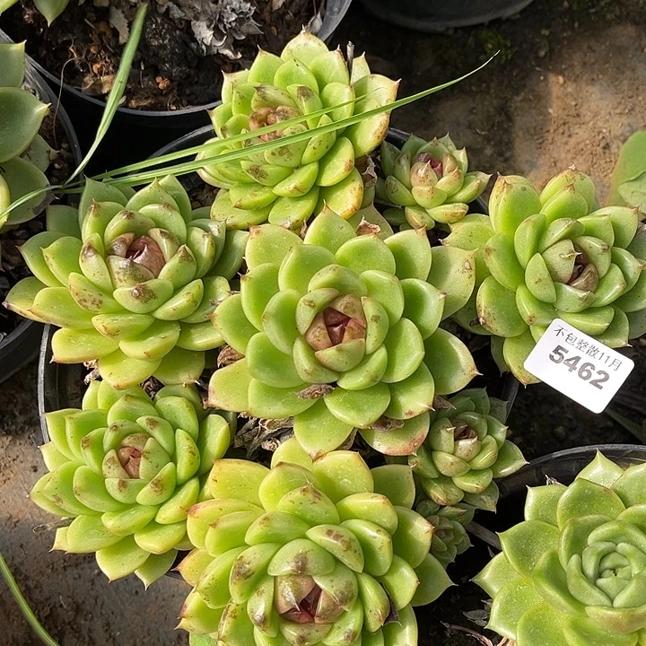 阿雅园艺。       5462