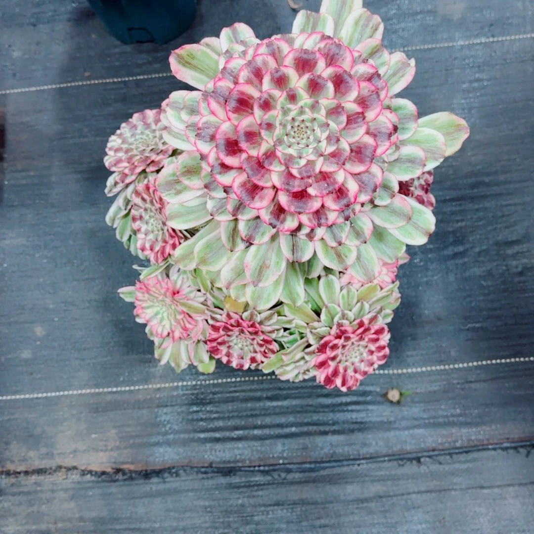 多肉植物发货发货