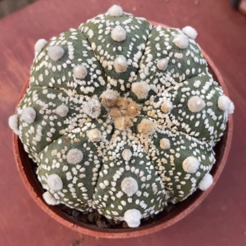 实生大超兜7仙人球