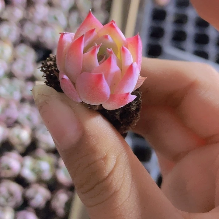 三**草57精品吉娃娃2颗一组