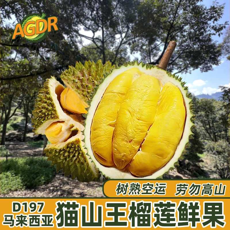 马来西亚D197猫山王榴莲鲜果空运新鲜树熟正宗进口水果顺丰包邮
