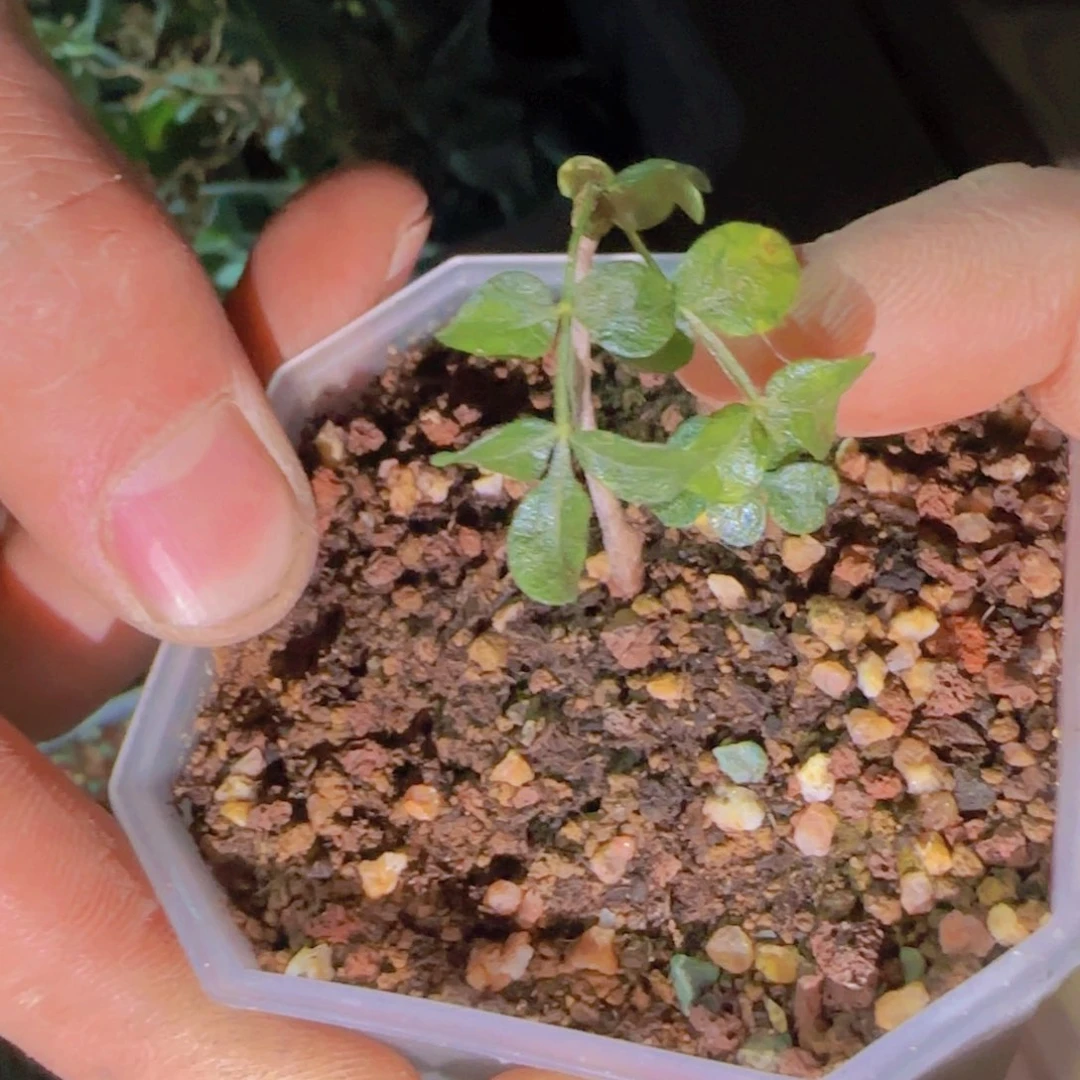 块根植物块根植物块根