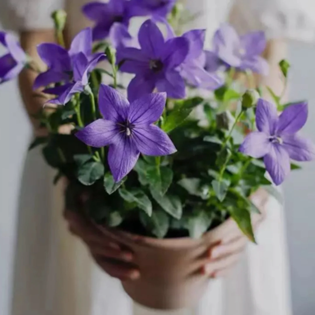 中华桔梗盆栽带花发 庭院阳台花卉 多年生趣味蓝色铃铛花 包邮