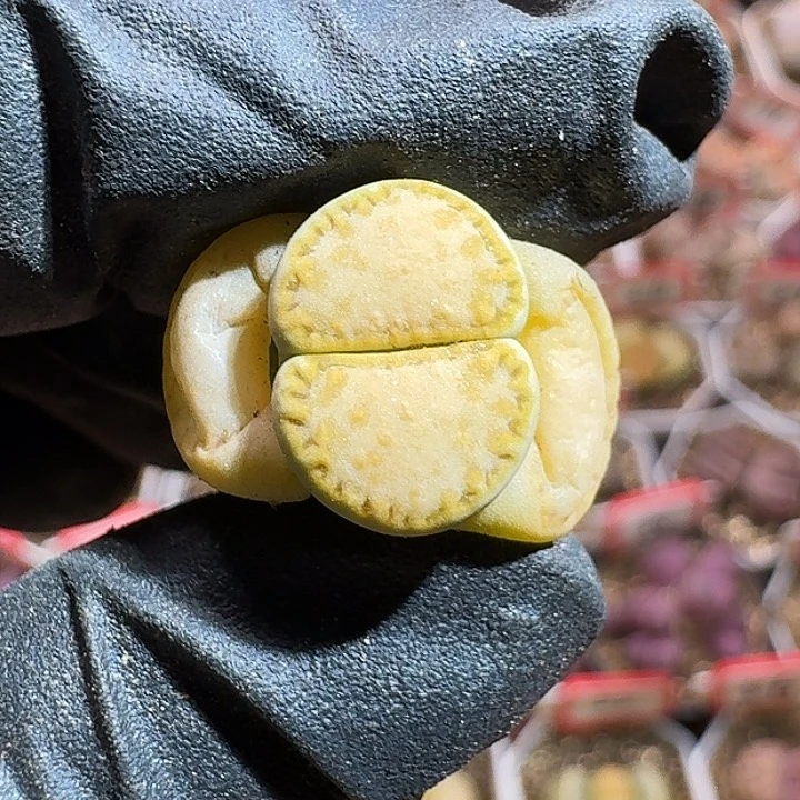 生石花33:：：。 511