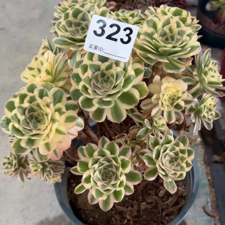 323碧玉25厘米左右