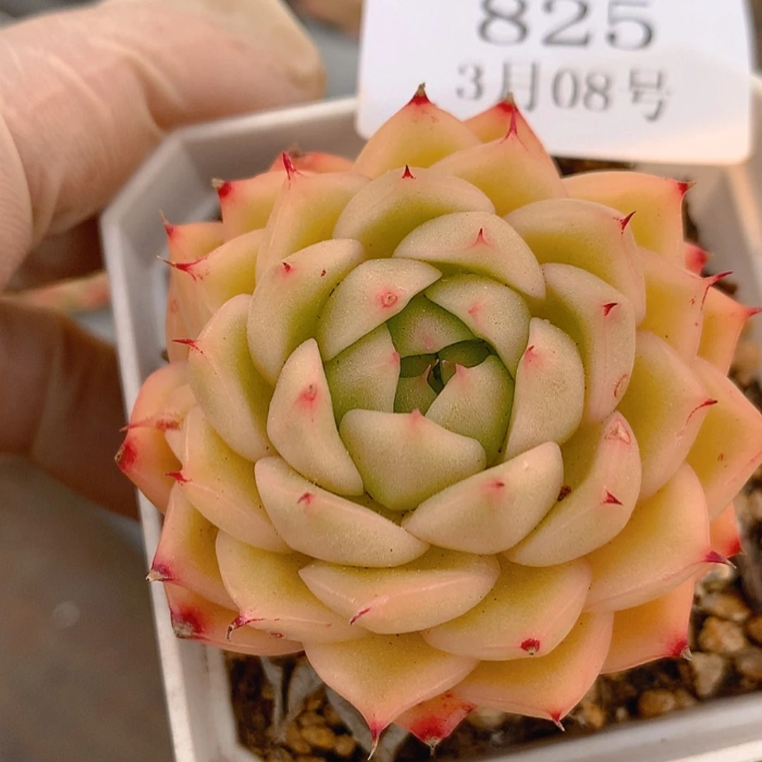 【闪购商品】云825