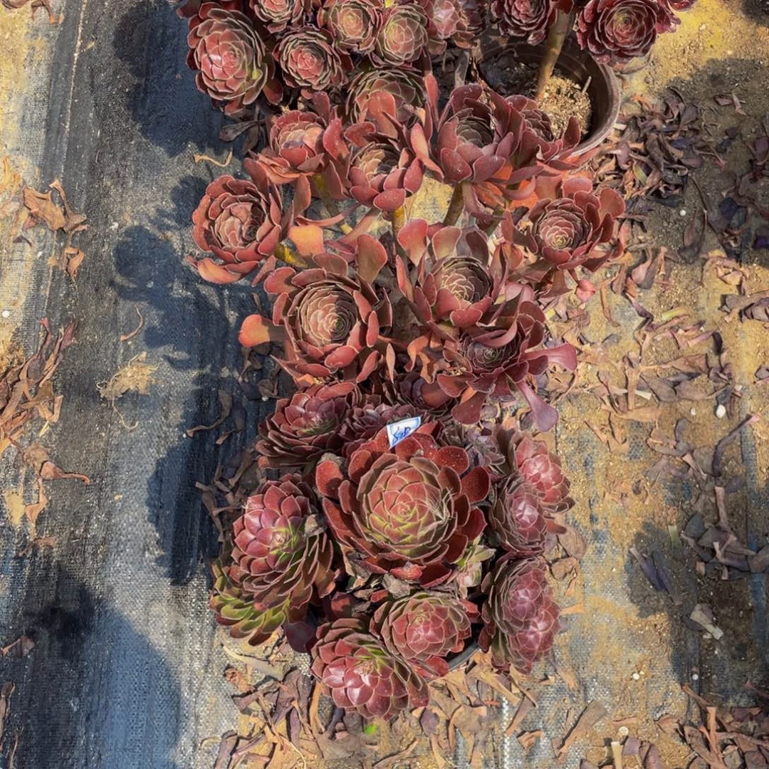 亚***瑟318鲜花老桩一对不包断枝