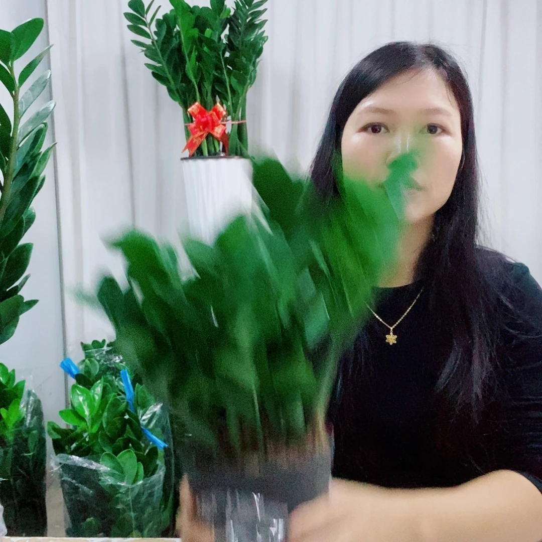 不开花植物15规格圆叶福利