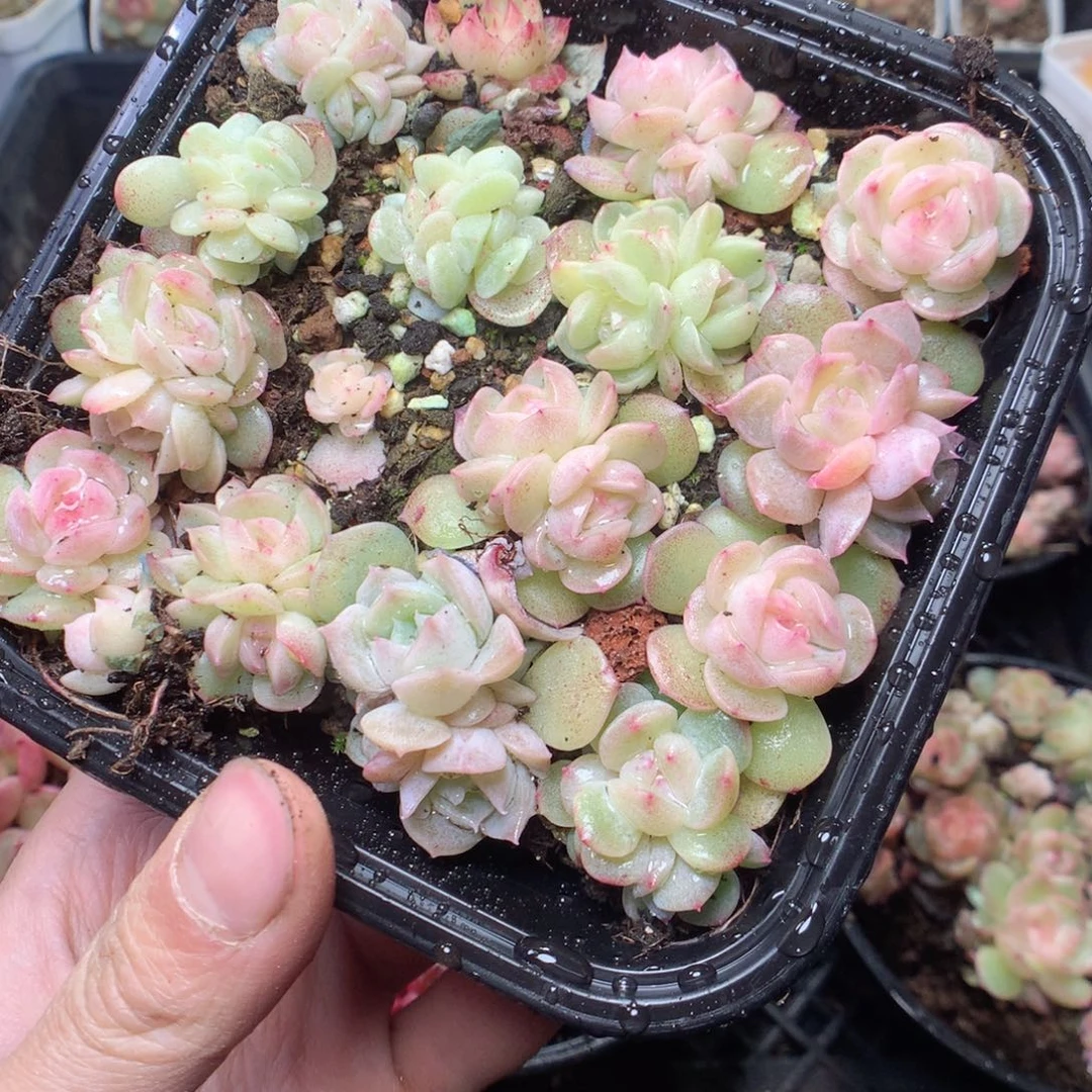 无花朵F86。 井中月yyyyy