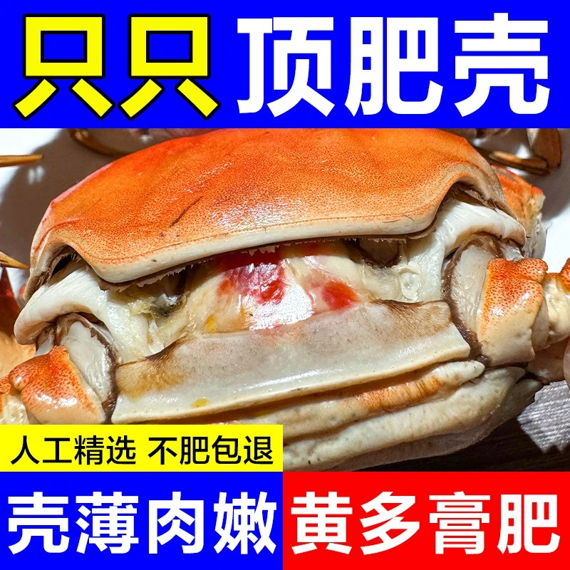 【活蟹】江苏精品大闸蟹全母蟹2.0-2.3两10只礼盒鲜活现发