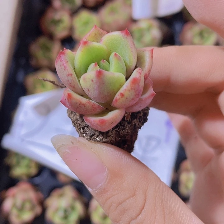 117精品桃红2米3颗