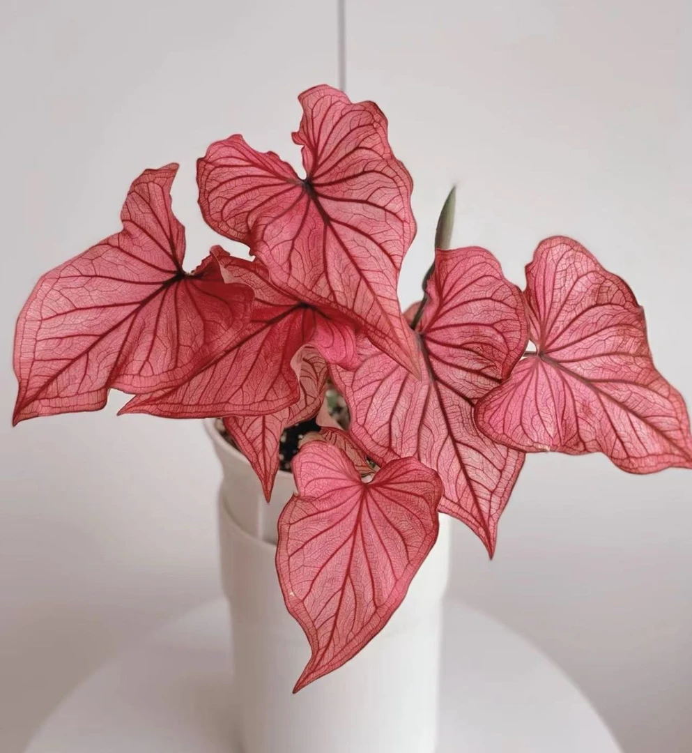 【小陈】（沙漠落日 进口 彩叶芋）好养室内观叶植物以直播间为准