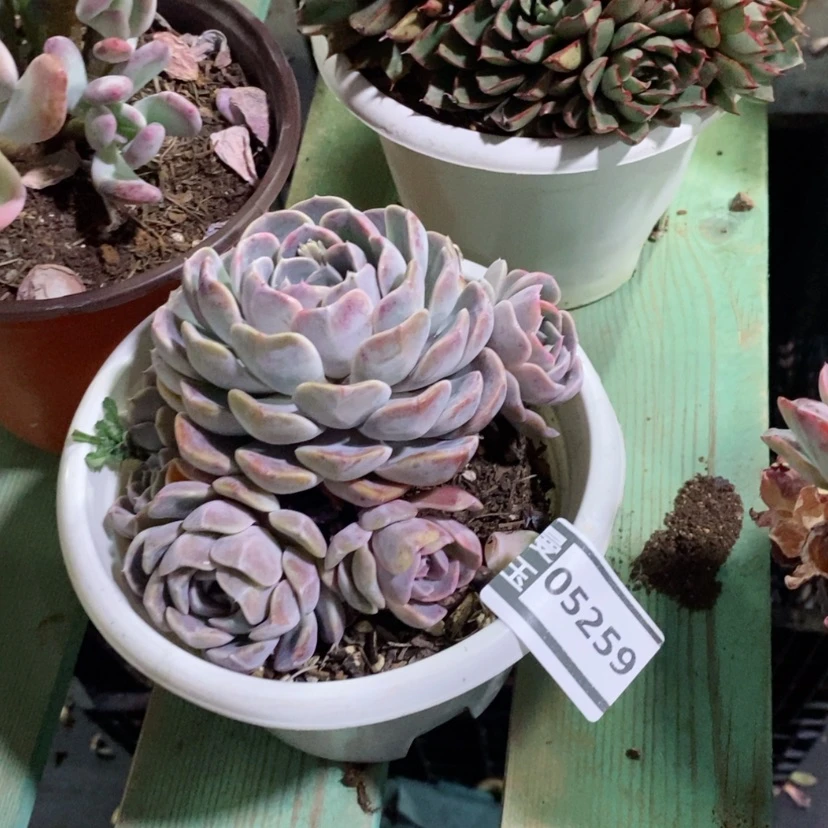 【闪购商品】胡*花汉堡05259