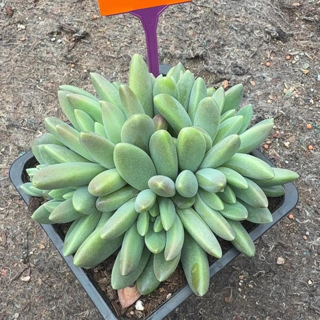 小****多肉植物橙色奇迹351
