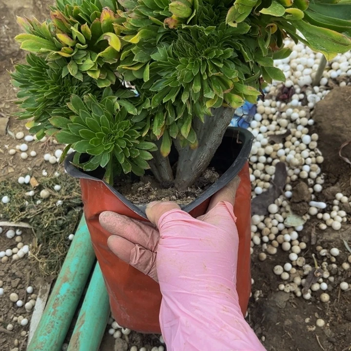 433原始绿缀多肉法师不包断枝