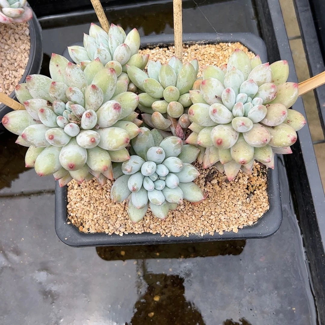 【闪购商品】所罗门高桩