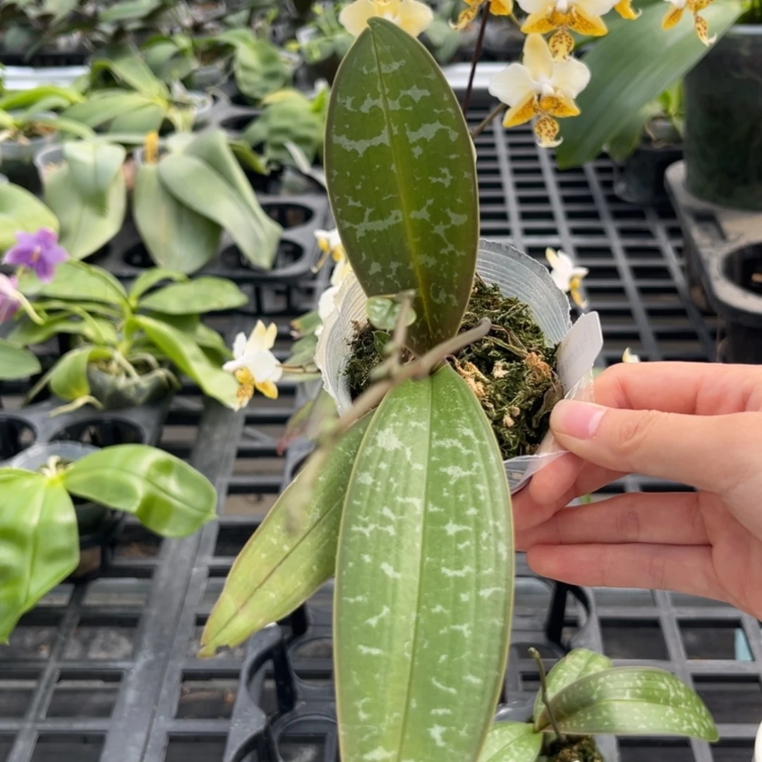 生***8无花朵2.5寸888，已用存款