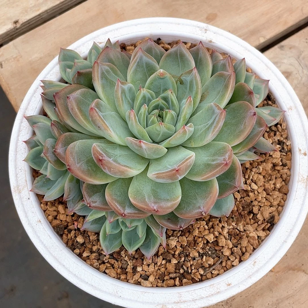 六头红鸾多肉植物多肉植物