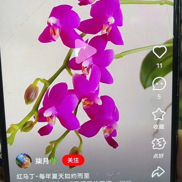 当前无花栽培后可以开花红马丁