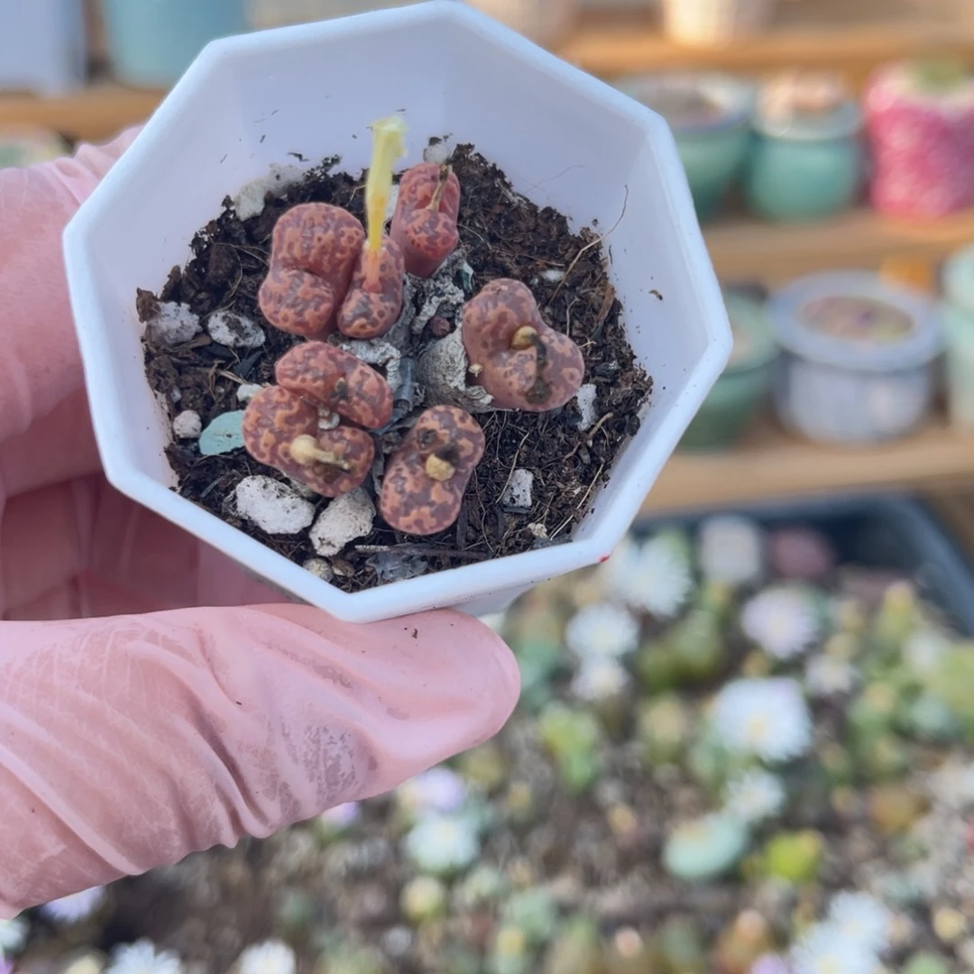 多肉植物一物一拍60