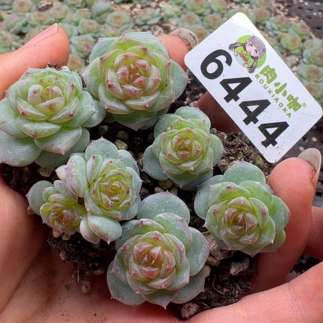 多肉植物多肉植物